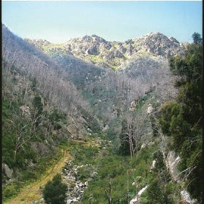 Kosciuszko National Park Forest Map