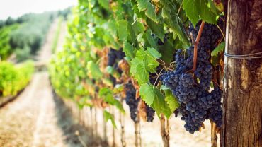 Top 21 Stunning Wineries You Must Visit In Western Australia