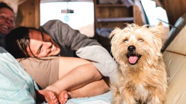 Camping with dogs in a campervan in Australia, family enjoying outdoor adventure with pet in a cozy.