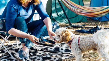 The Best Gear For Feeding Your Dog While Camping & Caravanning