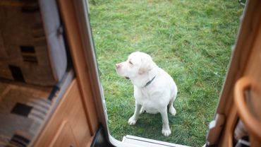 [Gear Guide] Keeping Your Dog Warm On Winter Camping & Caravanning Adventures