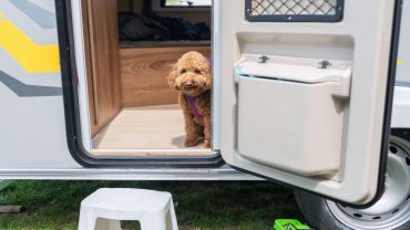 The Best Dog Adventure and Safety Gear For The Big Lap