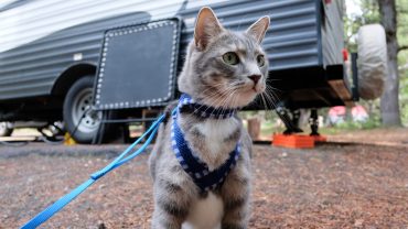 Travelling With Cats On The Big Lap