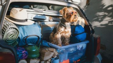 Vet Care & Pet Emergencies On The Road