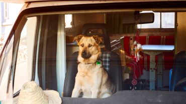 X Things You Need When Travelling With Pets